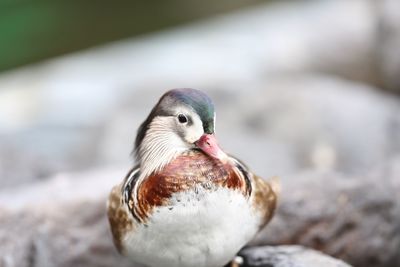 Close-up of duck outdoors