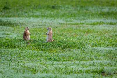 Birds sitting on grass