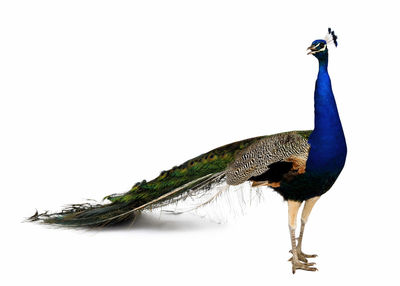 Close-up of a bird against white background