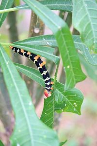 Close-up of insect on leaf