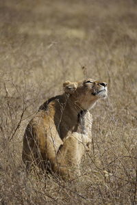 Side view of an animal on field