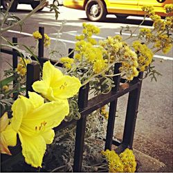 Close-up of yellow flowers