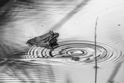 High angle view of frog swimming in lake