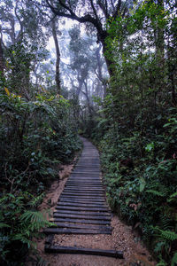 Boardwalk in forest against sky