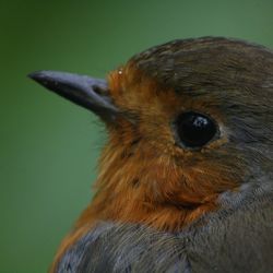 Close-up of bird