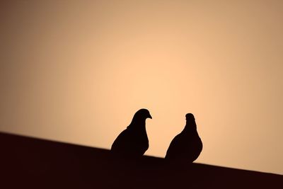 Silhouette birds perching on orange sky