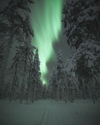 Trees on snow covered land against sky