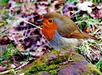 Close-up of bird perching on a field