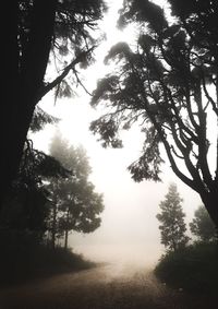 Trees in forest against sky