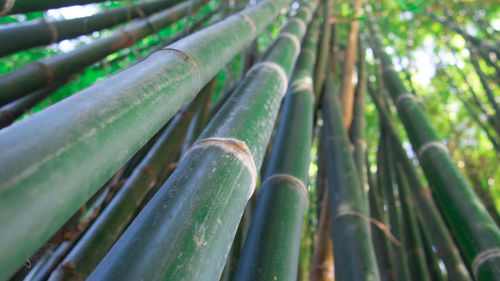 Close-up of bamboo plant