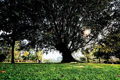 Trees on field against sky