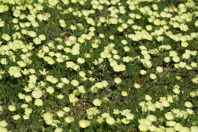 High angle view of flowering plants on field