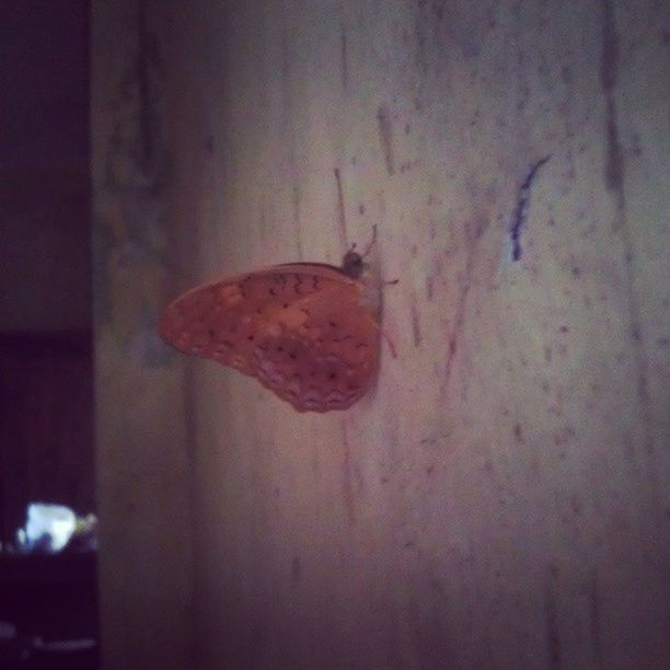 close-up, wall - building feature, red, damaged, indoors, selective focus, weathered, focus on foreground, wall, no people, textured, day, deterioration, wood - material, abandoned, rusty, insect, leaf, old