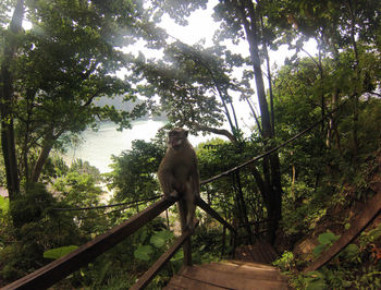 Monkey on tree in forest