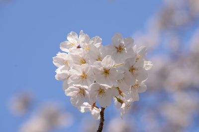 Close-up of white cherry blossoms against sky