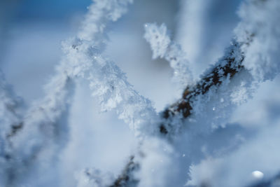 Close-up of frozen plant against sky
