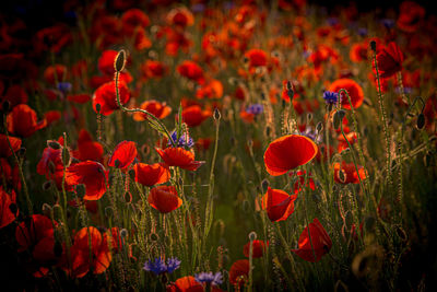 Close-up of poppies in field