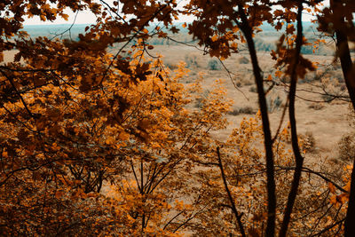 Trees in forest during autumn