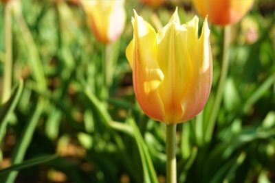 Close-up of yellow tulip