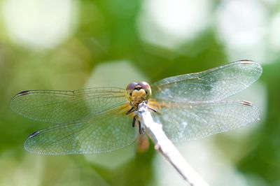 Close-up of dragonfly on leaf