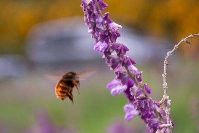 Close-up of bee pollinating on lavender