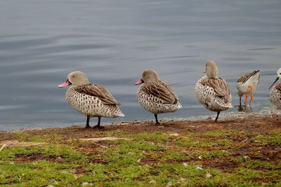 Flock of birds on lakeshore