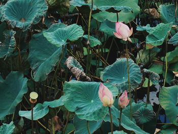 Close-up of flowers