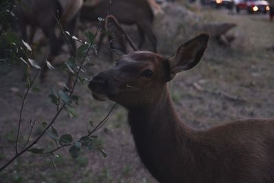 Close-up of deer on field