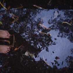 Reflection of trees in pond