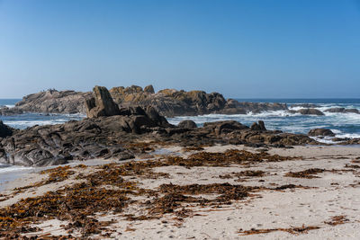 Seagulls on top of rocks on a wild beach in caldebarcos on the north of spain in galicia, spain