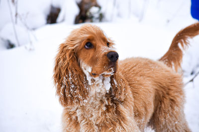Close-up of a dog looking away in snow