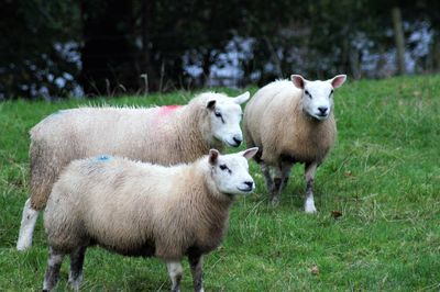 Sheep in a farm