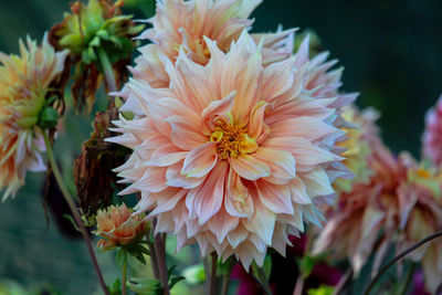 Pink-yellow flower in a flower garden in wayanad, india