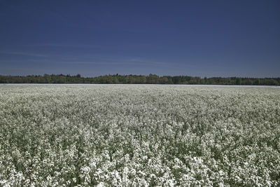 Scenic view of field against clear sky