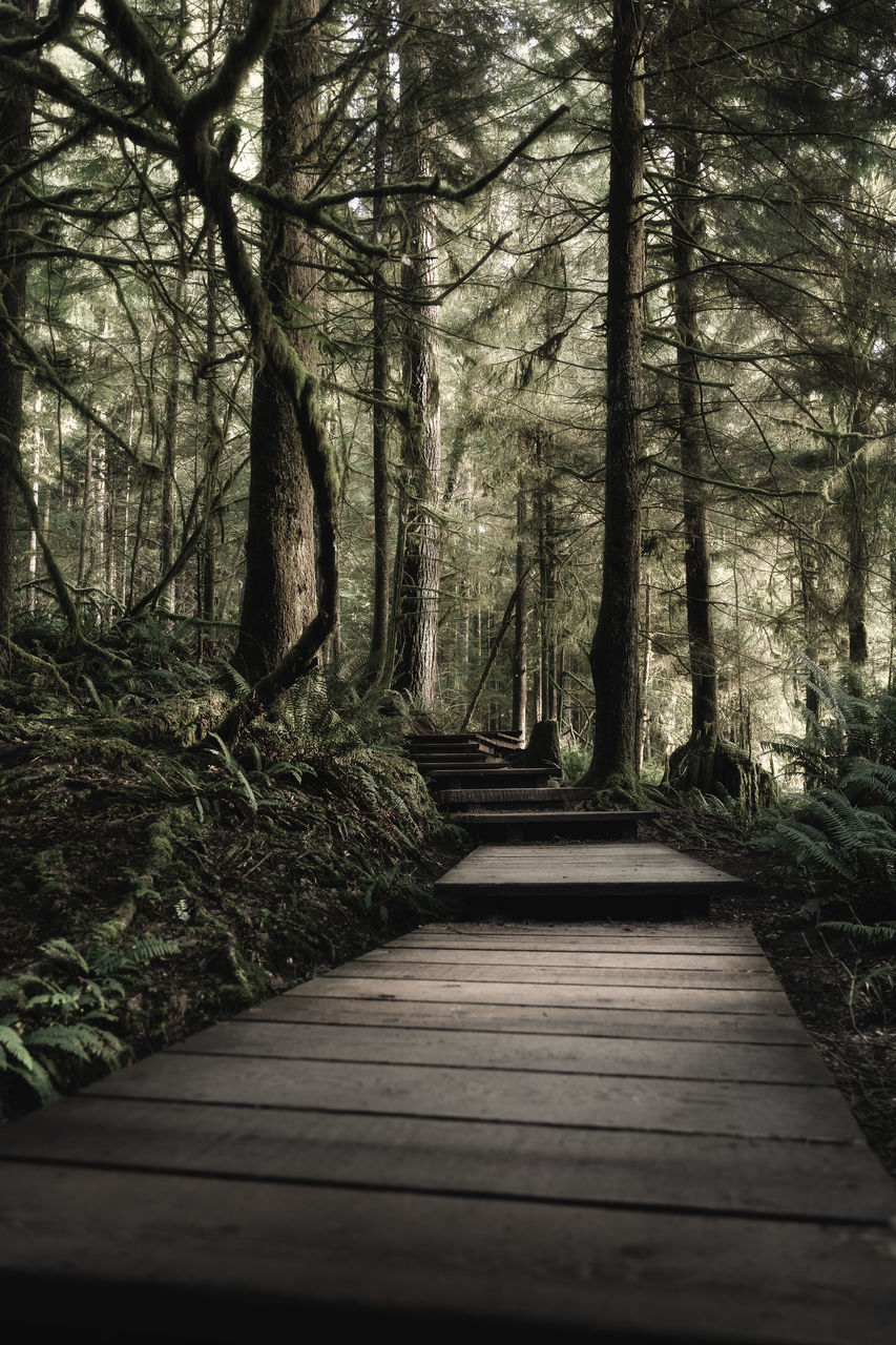 VIEW OF EMPTY FOOTPATH IN FOREST