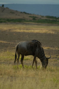 Wildebeest grazing in a field