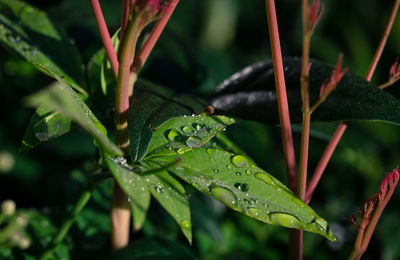Close-up of wet leaf on plant