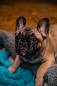 French bulldog puppy look sadly to the camera.