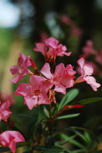 Close-up of pink flowering plant