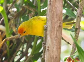 Close-up of bird perching on branch