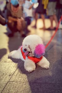 Close-up of dog with toy on footpath