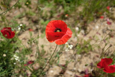 Close-up of red poppy flower on field