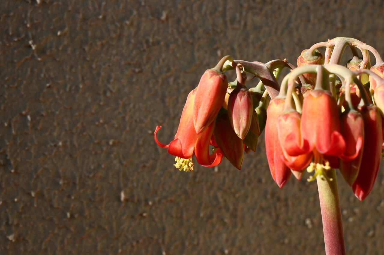 CLOSE-UP OF RED ROSES ON PLANT