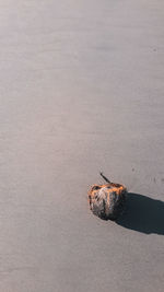 High angle view of crab on beach