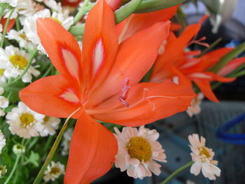 Close-up of orange flowers blooming outdoors