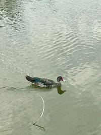 High angle view of bird swimming in lake