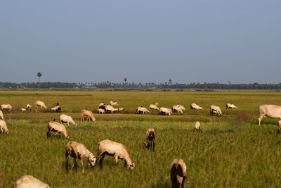 Flock of sheep grazing on field against clear sky