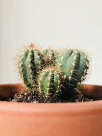 Close-up of succulent plant