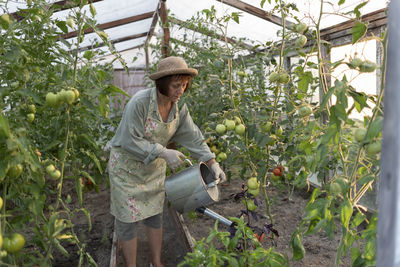 Senior woman watering tomato plant with can in vegetable garden