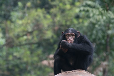 Simpanse or chimp also known as a the chimpanzee 